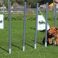 Nova Scotia Duck Tolling Retriever, picture 9 of 9
