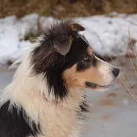 Border Collie, picture 5 of 9