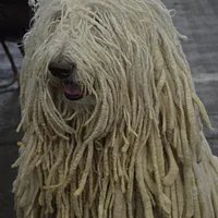 Komondor, picture 3 of 8