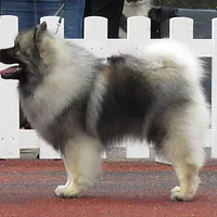 Keeshond, picture 5 of 10