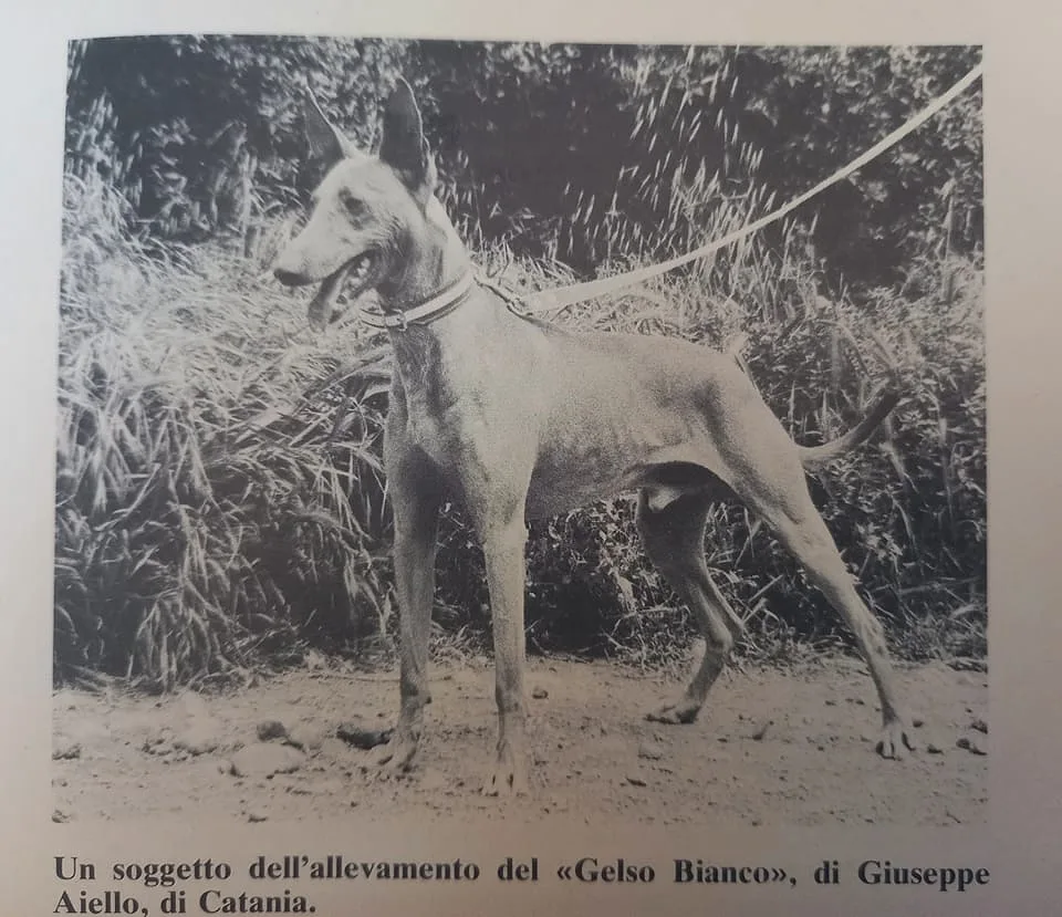 Cirneco dell'Etna
