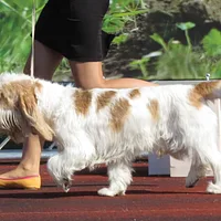 Grand Basset Griffon Vendéen, picture 6 of 8