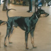 Manchester Terrier (Toy), picture 9 of 9
