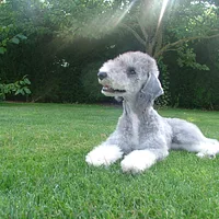 Bedlington Terrier, picture 3 of 9