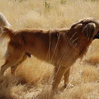 Estrela Mountain Dog, picture 5 of 7
