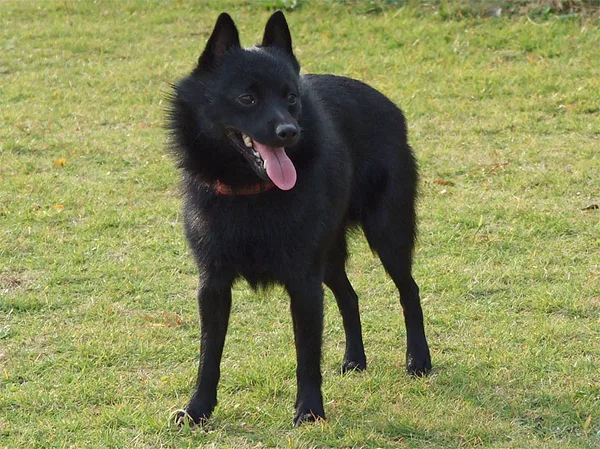 A Schipperke