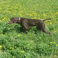 A German Shorthaired Pointer dog