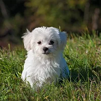 Maltese, picture 2 of 8