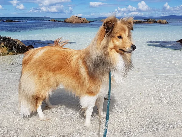 A Shetland Sheepdog