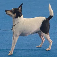 Toy Fox Terrier, picture 2 of 10