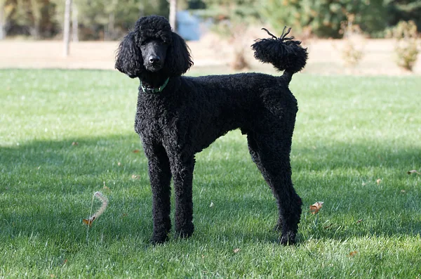 A Poodle (Miniature)