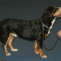 Entlebucher Mountain Dog, picture 6 of 10