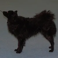 Croatian Sheepdog, picture 3 of 9
