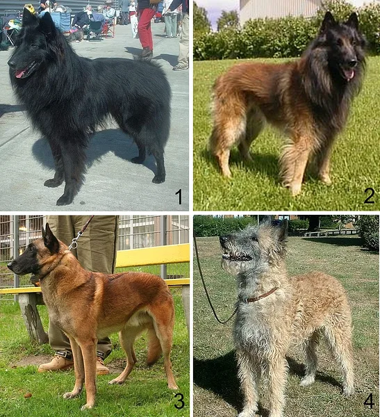 Belgian Sheepdog