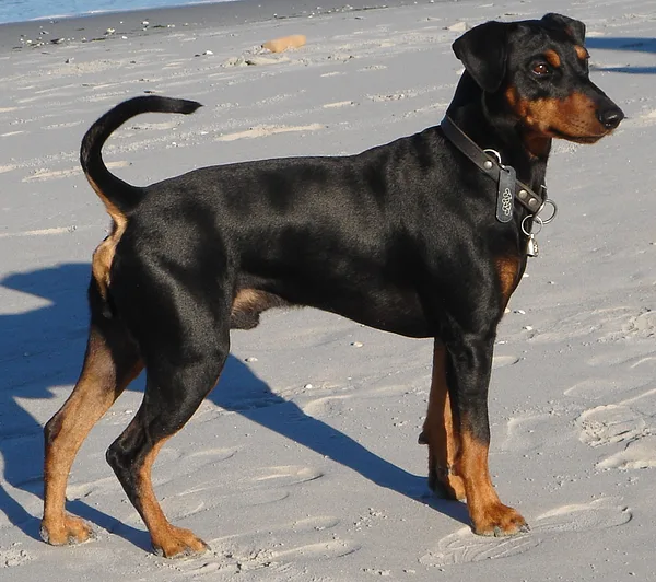 German Pinscher