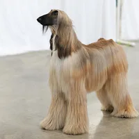Afghan Hound