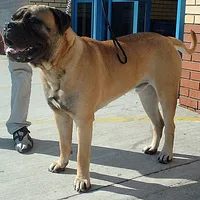 Bullmastiff, picture 10 of 10