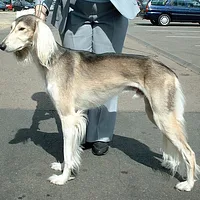 Saluki, picture 8 of 9