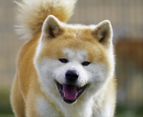 A Akita