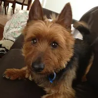 Australian Terrier, picture 8 of 10