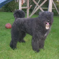 Bouvier des Flandres