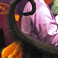 Afghan Hound