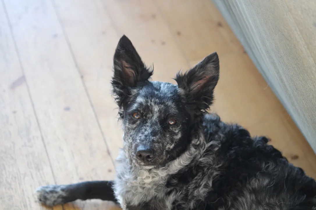 Mudi dog, photographed by Qwexcxewq