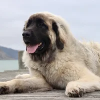 Leonberger, picture 1 of 10