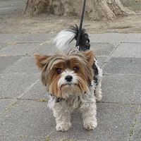 Biewer Terrier, picture 2 of 9