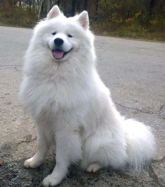 A Samoyed