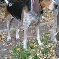 Bluetick Coonhound