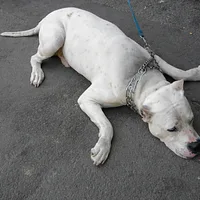 Dogo Argentino, picture 10 of 10