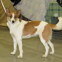 Norrbottenspets, picture 4 of 6
