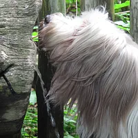 Bearded Collie, picture 10 of 10