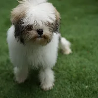 A Löwchen dog