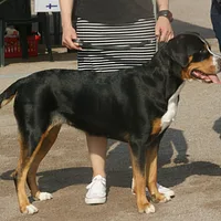 Greater Swiss Mountain Dog, picture 6 of 9