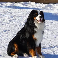 Bernese Mountain Dog, picture 5 of 10
