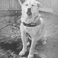Akita, picture 6 of 10