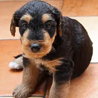 Airedale Terrier