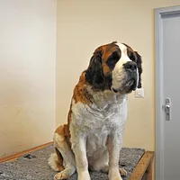 Saint Bernard, picture 3 of 9