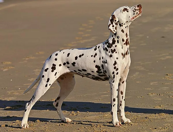 A Dalmatian