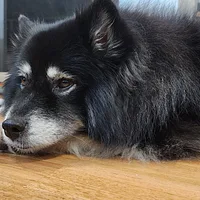 Finnish Lapphund