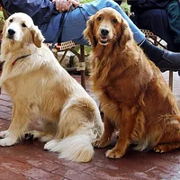 Golden Retriever, picture 7 of 9