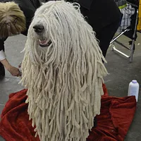Komondor, picture 5 of 8