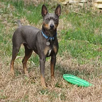 American Hairless Terrier, picture 2 of 8
