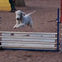 Bedlington Terrier