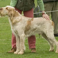 Spinone Italiano