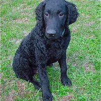 Curly-Coated Retriever, picture 4 of 9