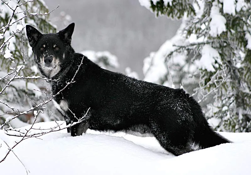 Lapponian Herder dog, photographed by Patrik Fors