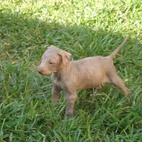 Xoloitzcuintli, picture 4 of 6